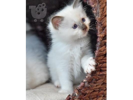 birman x ragdoll